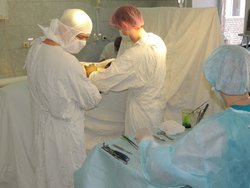 16 сборщиков кедровых орехов госпитализированы в Больницу скорой медицинской помощи
